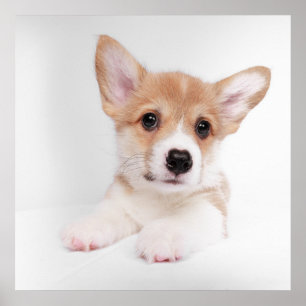 Cutest Baby Animals   Sweet Baby Corgi Poster