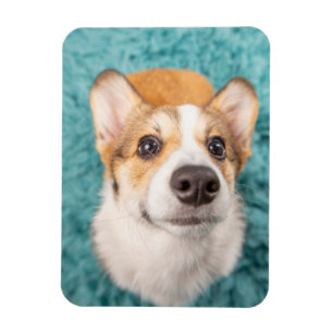 Cutest Baby Animals   Sweet Corgi Puppy Face Magnet