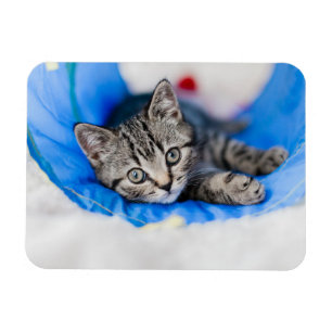 Cutest Baby Animals Tabby Kitten in Play Tunnel Magnet