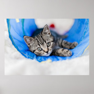 Cutest Baby Animals Tabby Kitten in Play Tunnel Poster