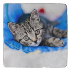 Cutest Baby Animals | Tabby Kitten in Play Tunnel