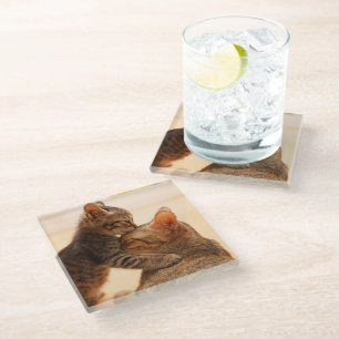 Cutest Baby Animals Tabby Kitten Kiss Glass Coaster