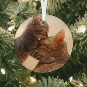 Cutest Baby Animals   Tabby Kitten Kiss Glass Tree Decoration