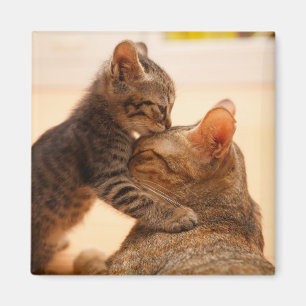 Cutest Baby Animals   Tabby Kitten Kiss Magnet