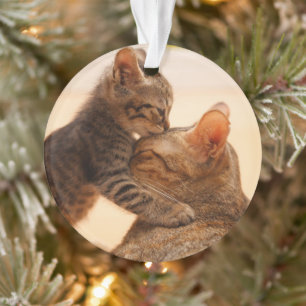 Cutest Baby Animals Tabby Kitten Kiss Ornament