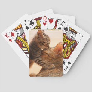 Cutest Baby Animals   Tabby Kitten Kiss Playing Cards