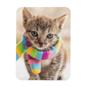 Cutest Baby Animals   Tabby Kitten Rainbow Scarf Magnet
