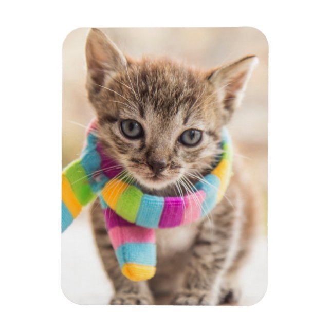 Cutest Baby Animals | Tabby Kitten Rainbow Scarf Magnet (Vertical)