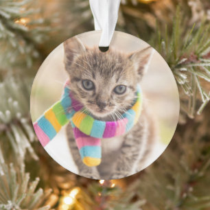 Cutest Baby Animals   Tabby Kitten Rainbow Scarf Ornament