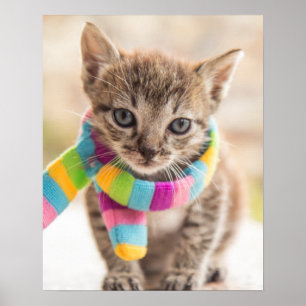 Cutest Baby Animals Tabby Kitten Rainbow Scarf Poster
