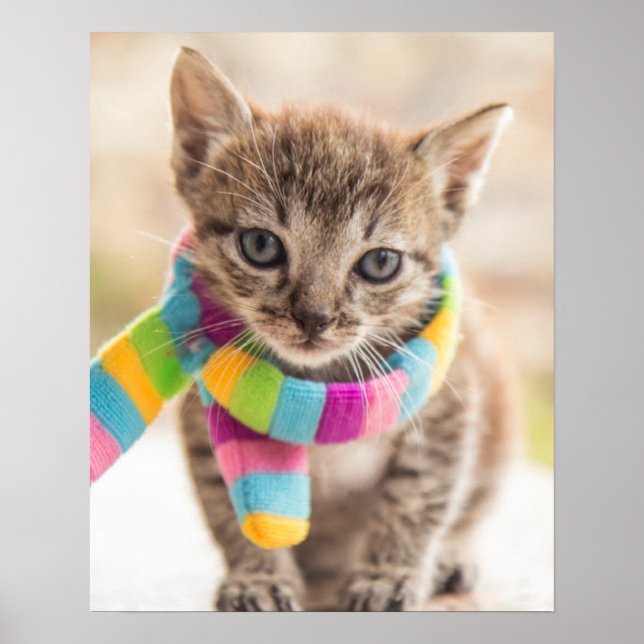 Cutest Baby Animals | Tabby Kitten Rainbow Scarf Poster (Front)