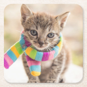 Cutest Baby Animals Tabby Kitten Rainbow Scarf Square Paper Coaster