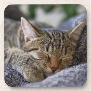 Cutest Baby Animals   Tabby Kitten Sleeping Coaster