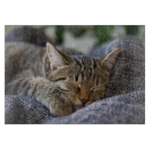Cutest Baby Animals   Tabby Kitten Sleeping Cutting Board