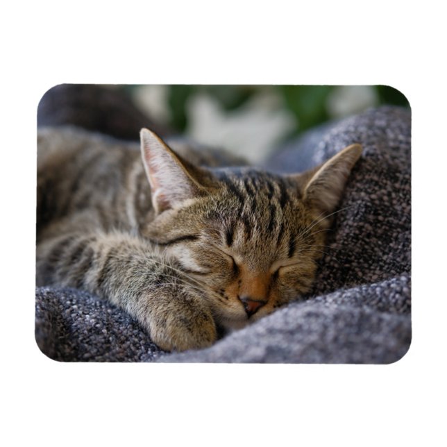 Cutest Baby Animals | Tabby Kitten Sleeping Magnet (Horizontal)