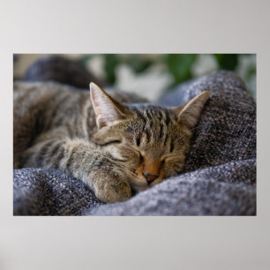 Cutest Baby Animals   Tabby Kitten Sleeping Poster