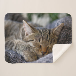 Cutest Baby Animals Tabby Kitten Sleeping Sherpa Blanket