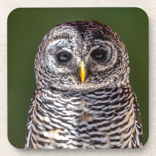 Cutest Baby Animals Tawny Owl Coaster
