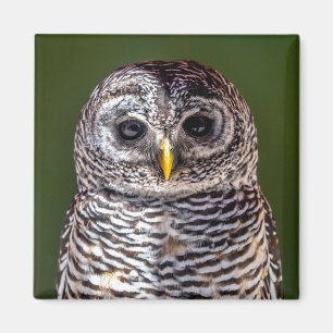 Cutest Baby Animals Tawny Owl Magnet