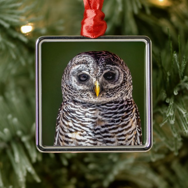 Cutest Baby Animals | Tawny Owl Metal Ornament (Tree)
