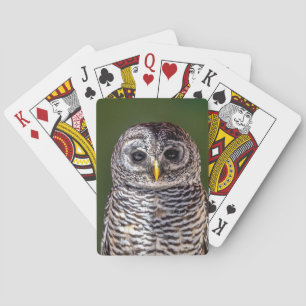 Cutest Baby Animals   Tawny Owl Playing Cards