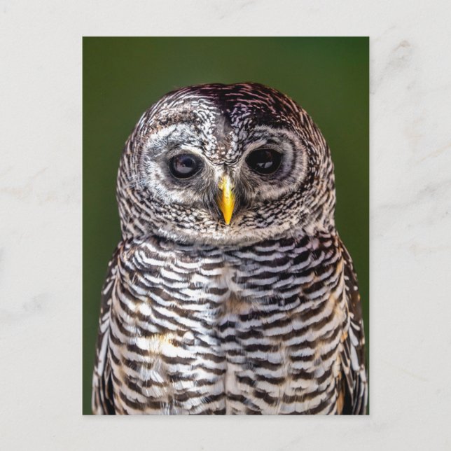 Cutest Baby Animals | Tawny Owl Postcard (Front)