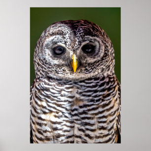 Cutest Baby Animals   Tawny Owl Poster