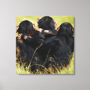 Cutest Baby Animals Three Chimpanzees Hugging Canvas Print