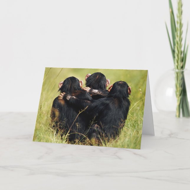 Cutest Baby Animals | Three Chimpanzees Hugging Card (Front)