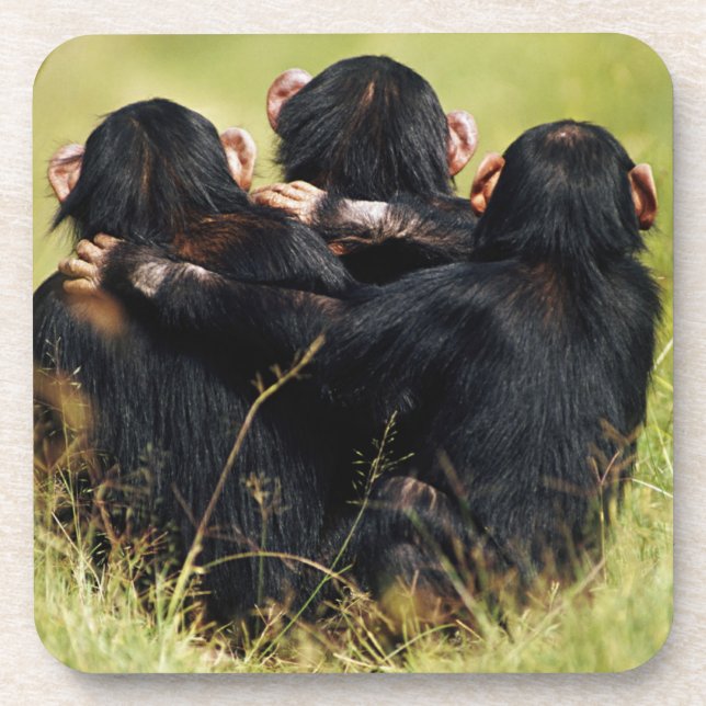 Cutest Baby Animals | Three Chimpanzees Hugging Coaster (Front)
