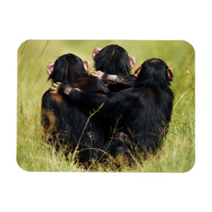 Cutest Baby Animals Three Chimpanzees Hugging Magnet