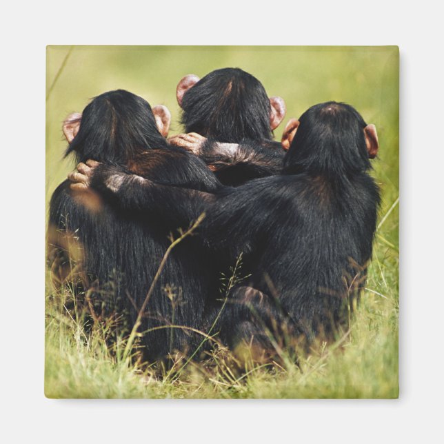 Cutest Baby Animals | Three Chimpanzees Hugging Magnet (Front)
