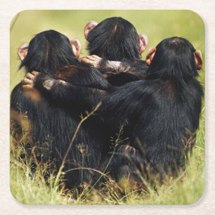 Cutest Baby Animals Three Chimpanzees Hugging Square Paper Coaster