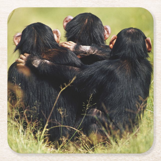 Cutest Baby Animals | Three Chimpanzees Hugging Square Paper Coaster (Front)