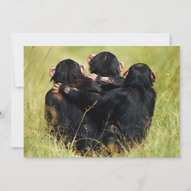 Cutest Baby Animals | Three Chimpanzees Hugging Thank You Card (Front)