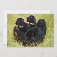 Cutest Baby Animals | Three Chimpanzees Hugging