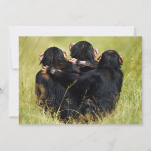 Cutest Baby Animals   Three Chimpanzees Hugging Thank You Card
