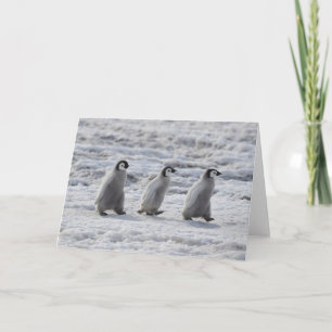 Cutest Baby Animals Three Emperor Penguin Chicks Card