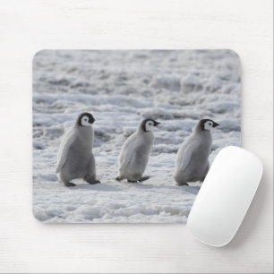 Cutest Baby Animals   Three Emperor Penguin Chicks Mouse Pad