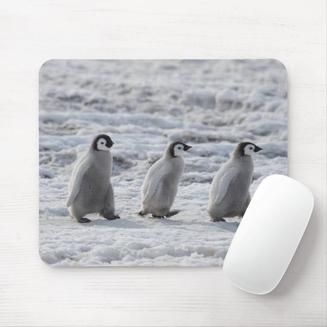 Cutest Baby Animals | Three Emperor Penguin Chicks Mouse Pad (With Mouse)