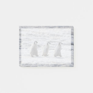 Cutest Baby Animals   Three Emperor Penguin Chicks Post-it Notes