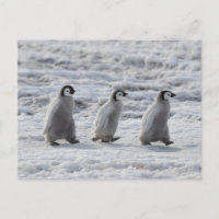 Cutest Baby Animals | Three Emperor Penguin Chicks