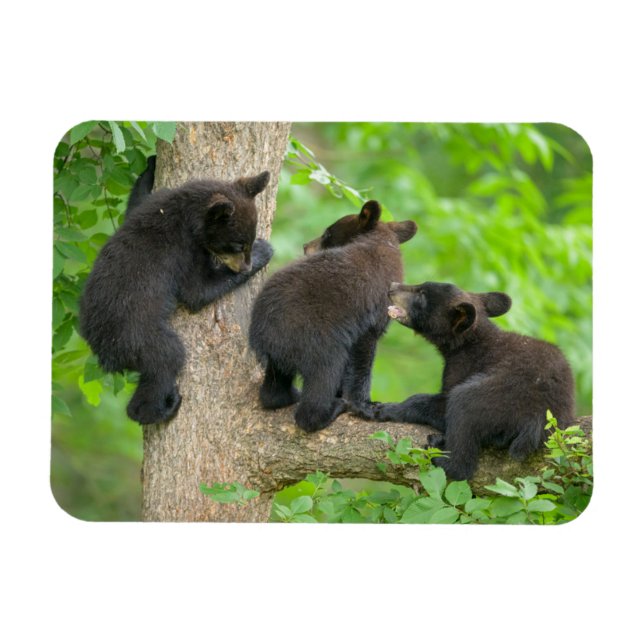 Cutest Baby Animals | Three Young Black Bear Cubs Magnet (Horizontal)