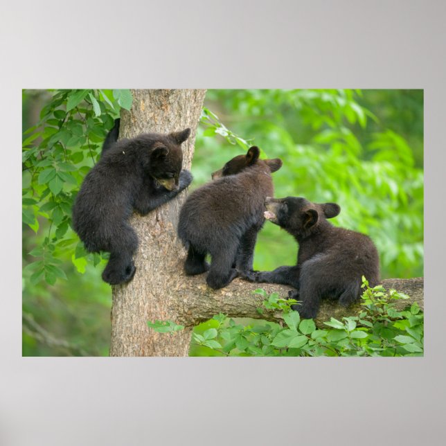 Cutest Baby Animals | Three Young Black Bear Cubs Poster (Front)