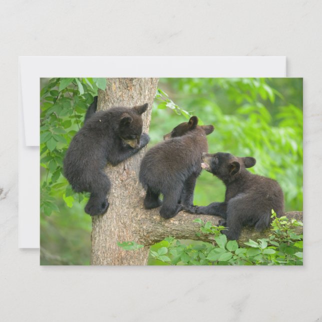 Cutest Baby Animals | Three Young Black Bear Cubs Thank You Card (Front)