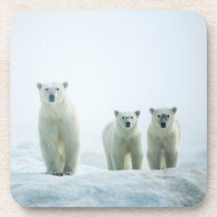 Cutest Baby Animals   Three Young Polar Bears Coaster