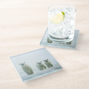 Cutest Baby Animals   Three Young Polar Bears Glass Coaster