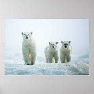 Cutest Baby Animals Three Young Polar Bears Poster