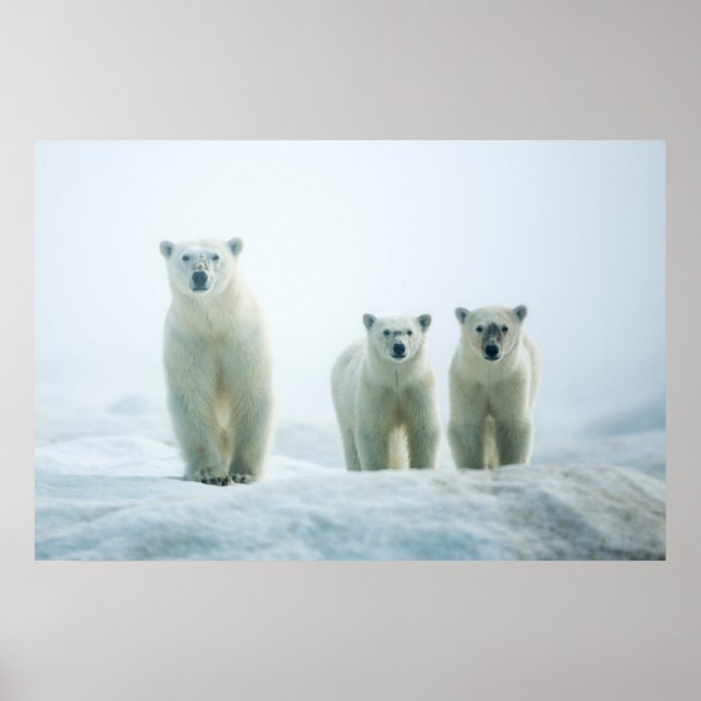 Cutest Baby Animals | Three Young Polar Bears Poster (Front)