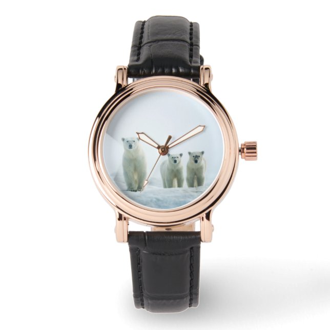 Cutest Baby Animals | Three Young Polar Bears Watch (Front)